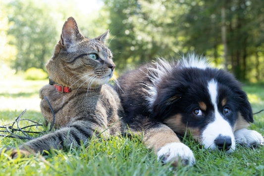 Embracing Nature: The Benefits of Raw Wild Meat Feeding for Cats and Dogs