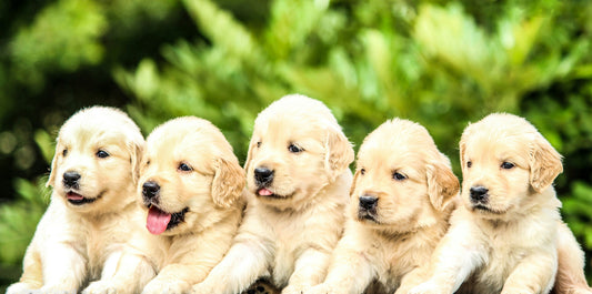 Omega-3 Benefits for Puppies and Senior Dogs