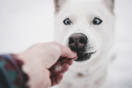 Do Pets Love Treats?