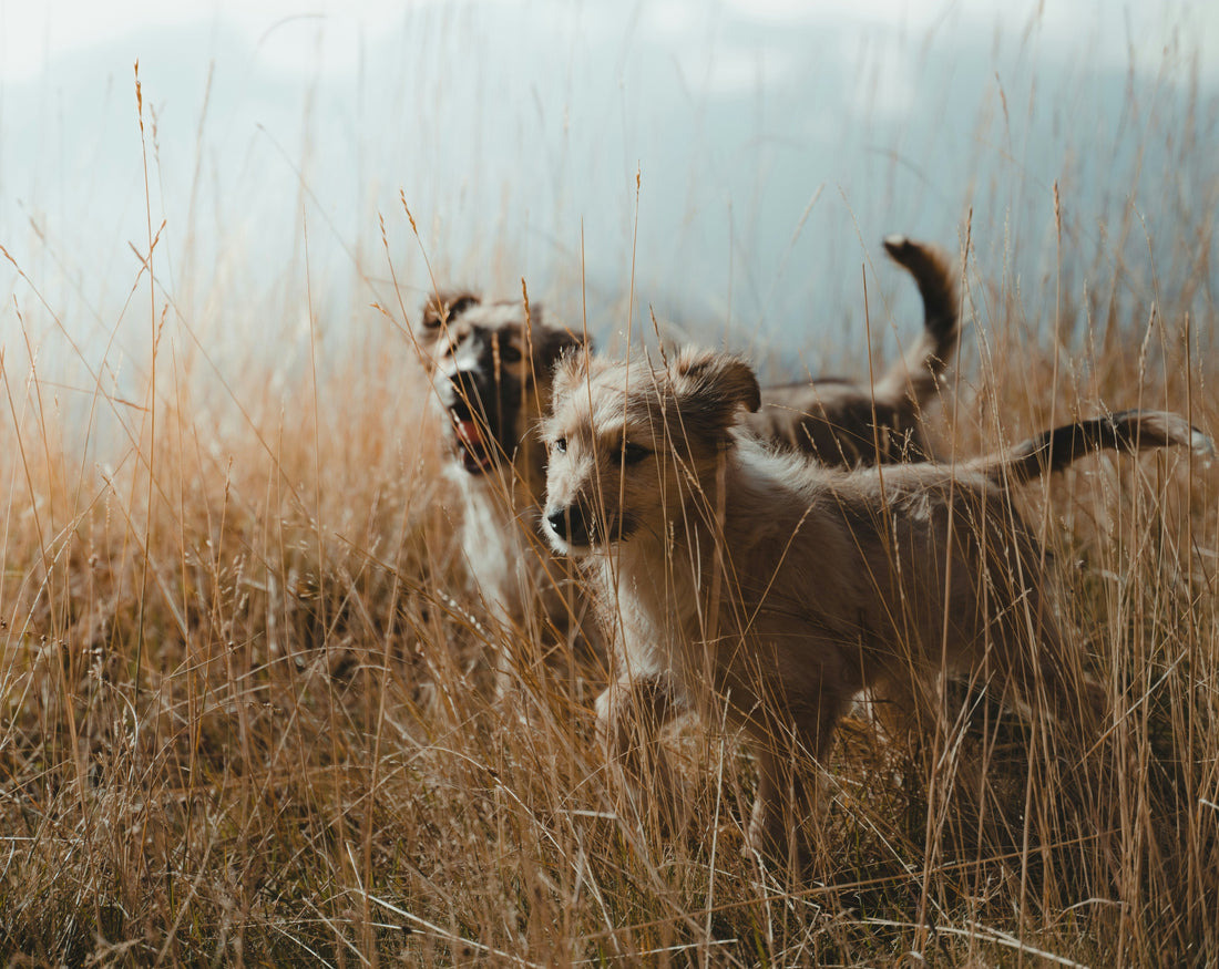 Let's Go Wild - Our New Range is Here!